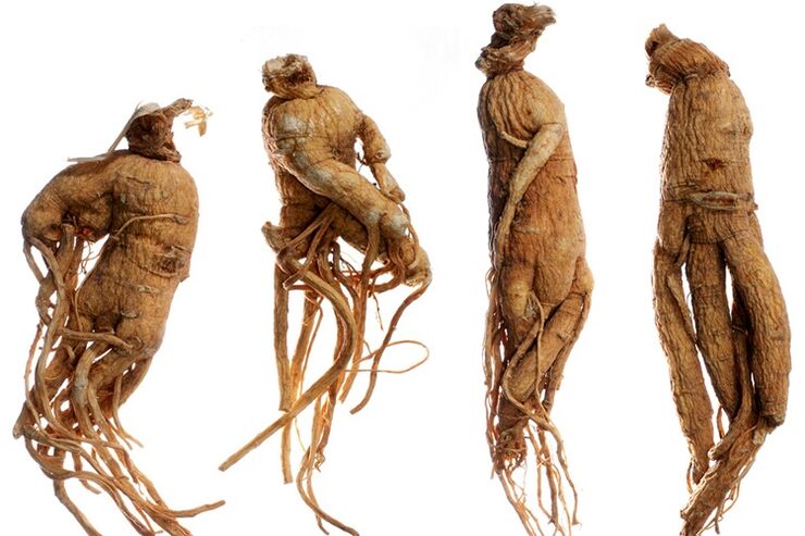 ugat ng ginseng para sa pagpapalaki ng titi
